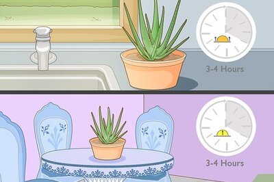 How to Force Bloom on Aloe Vera