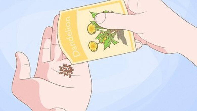 How to Grow Dandelions