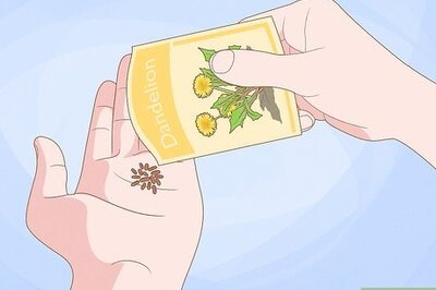 How to Grow Dandelions