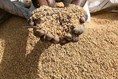 Farmers Fear Lost Crops and Income After 'Black Money' Move