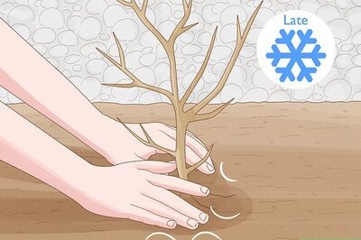 How to Prune Pomegranate Trees