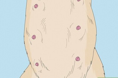 Is Your Dog Pregnant? Tell-Tale Signs Puppies Are on the Way