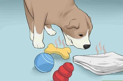 How to Get a Cat Used to a New Puppy