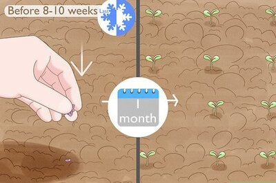 How to Easily Plant Lavender Seeds