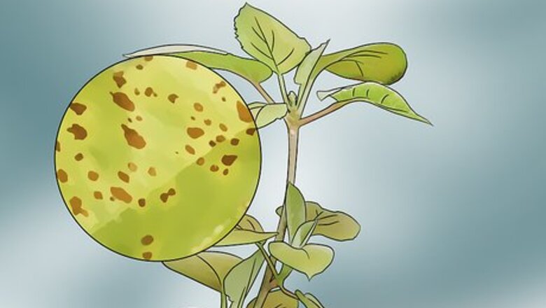 How to Kill Spider Mites