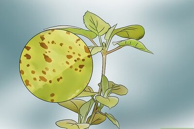 How to Kill Spider Mites