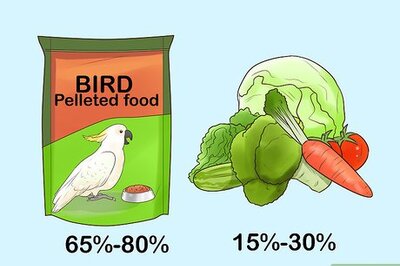 How to Deal with Obesity in Cockatoos