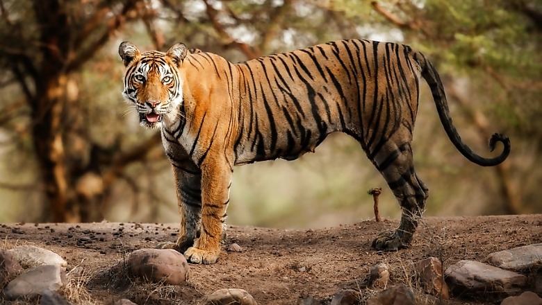 International Tiger Day 2019: 10 Interesting Facts to Know about the Big Cats
