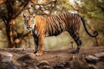 International Tiger Day 2019: 10 Interesting Facts to Know about the Big Cats