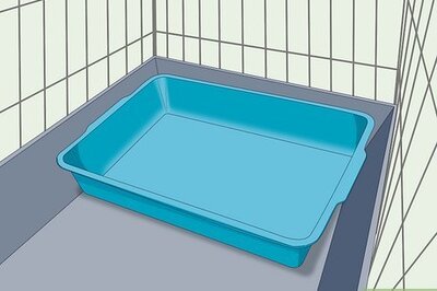 How to Train Your Ferret to Use a Litter Box