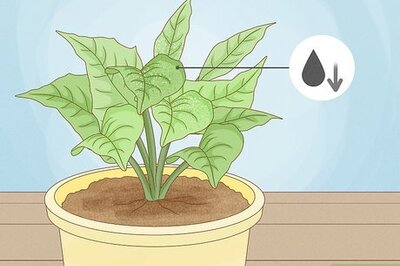 How to Revive a Plant