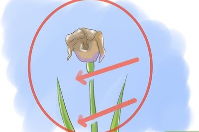 How to Take Care of Irises when Their Flowers Die