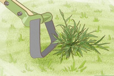 How to Pull Weeds Fast