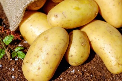 Planning To Grow Potatoes At Home? Follow These Tips