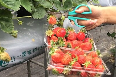 Strawberry Picking in Taiwan is a Fun Activity for Tourists