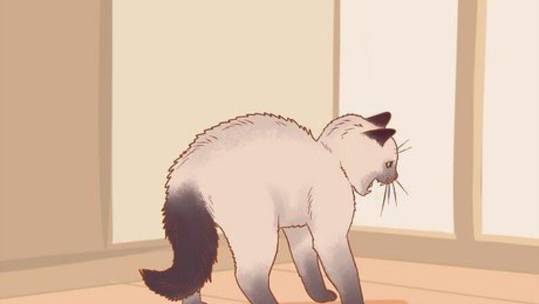 How to Keep a Cat from Waking You Up