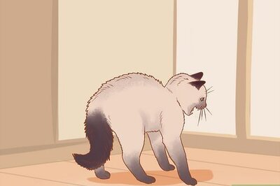 How to Keep a Cat from Waking You Up