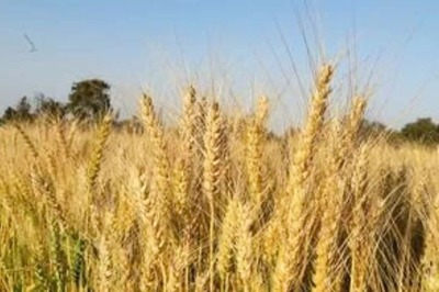 Standing Rabi Crops Not Impacted Much by Untimely Rains & Hail, Says Agriculture Minister Tomar