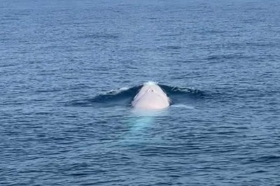 Watch | Albino Omura's Whale, Possibly First of its Kind, Spotted off Thailand in Doubly Rare Sighting