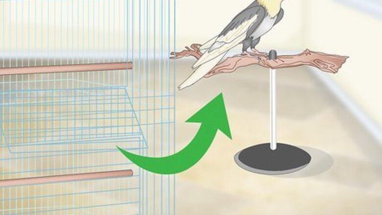 How to Clean a Cockatiel Habitat