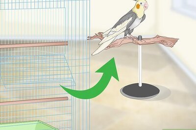 How to Clean a Cockatiel Habitat