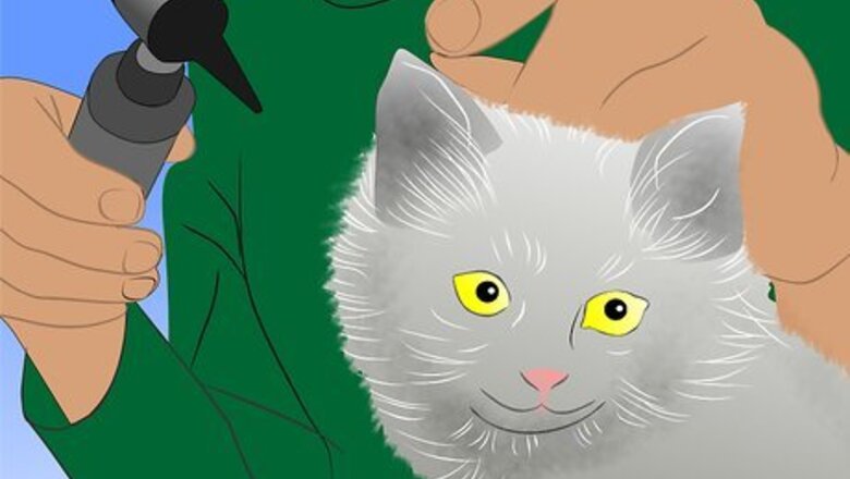 How to Care for Physically Abused Cats