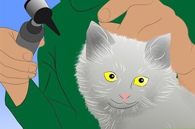 How to Care for Physically Abused Cats
