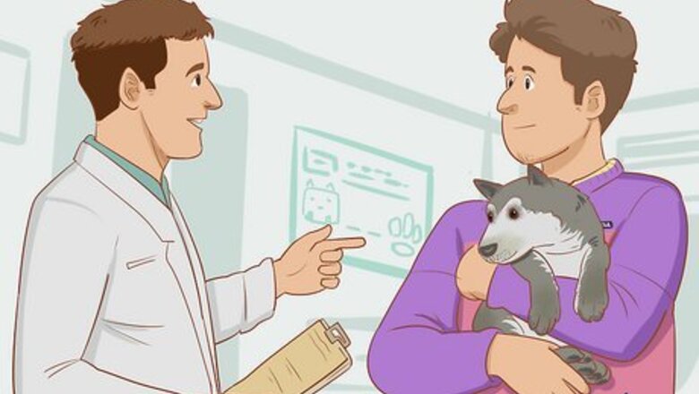 How to Stop Your Dog from Chewing Things it Shouldn't