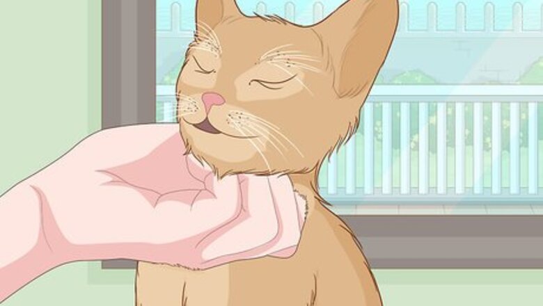 How to Pet a Cat