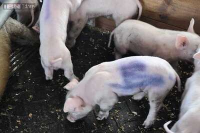 Mizoram government plans to import piglets from England for Rs 98,000 each