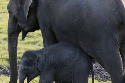 'Can Project Elephant Be Converted into Statutory Agency?' SC in PIL on Unnatural Deaths of Tuskers