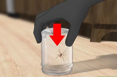 How to Catch a Spider