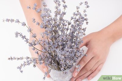 How to Make Lavender Breath Freshener