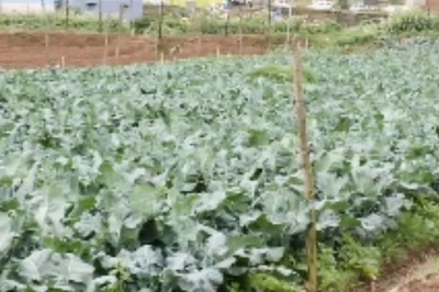 Nilgiris Farmers Cultivate Broccolis, Earn A Profit Of Rs Rs 3 Lakh Per Acre