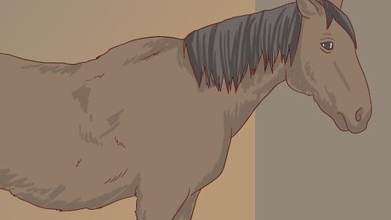 How to Diagnose Cushing's Disease in Horses