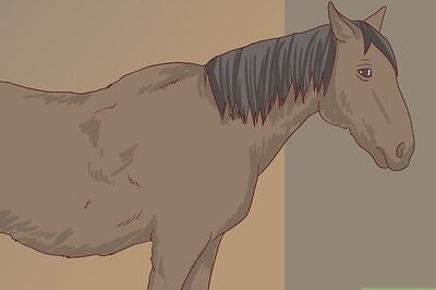 How to Diagnose Cushing's Disease in Horses