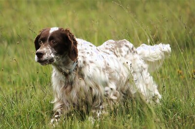 CES 2016: People-centric tech show shows off dedicated gadgets for canine companions