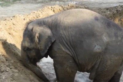 Video Of Rescued Baby Elephant Bani Enjoying Pool Time Will Brighten Your Day