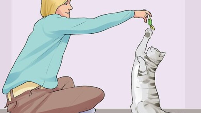 How to Keep an Old Cat Young at Heart