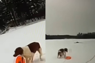Wholesome Video Shows ‘Heroic’ Dog Rescuing Man From Icy Lake
