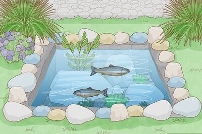 How to Raise Salmon in a Pond