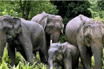 Tamil Nadu Govt Brings New Rules to Save Wildlife from Electrocution Within 5km of Forest Areas