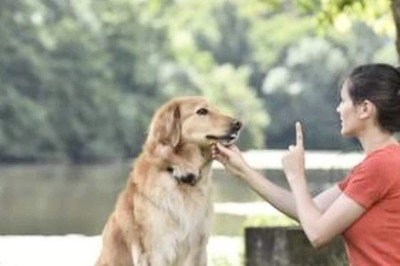 8 Essential Tips For First-Time Dog-Owners To Train The Pet