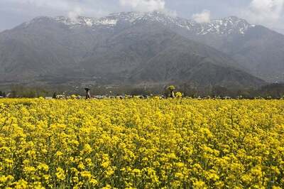 Parliament Panel Likely to Review Clearance For GM Mustard