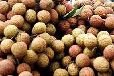Rain revives litchi crop in Bihar, raises hopes of farmers