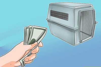 How to Train Havanese Dogs