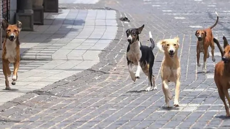 One-year-old Boy Mauled to Death by Stray Dogs in Hyderabad