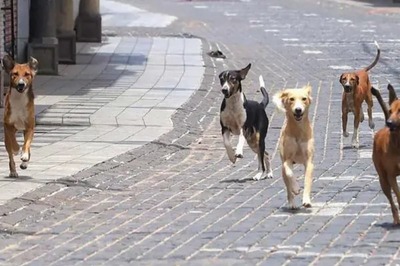 One-year-old Boy Mauled to Death by Stray Dogs in Hyderabad