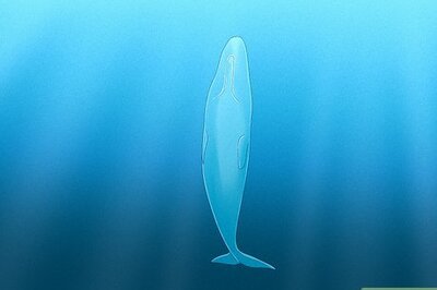 Your Guide to Whale Sleep: How Do They Breathe? & Why Don’t They Drown?