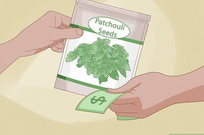 How to Grow Patchouli